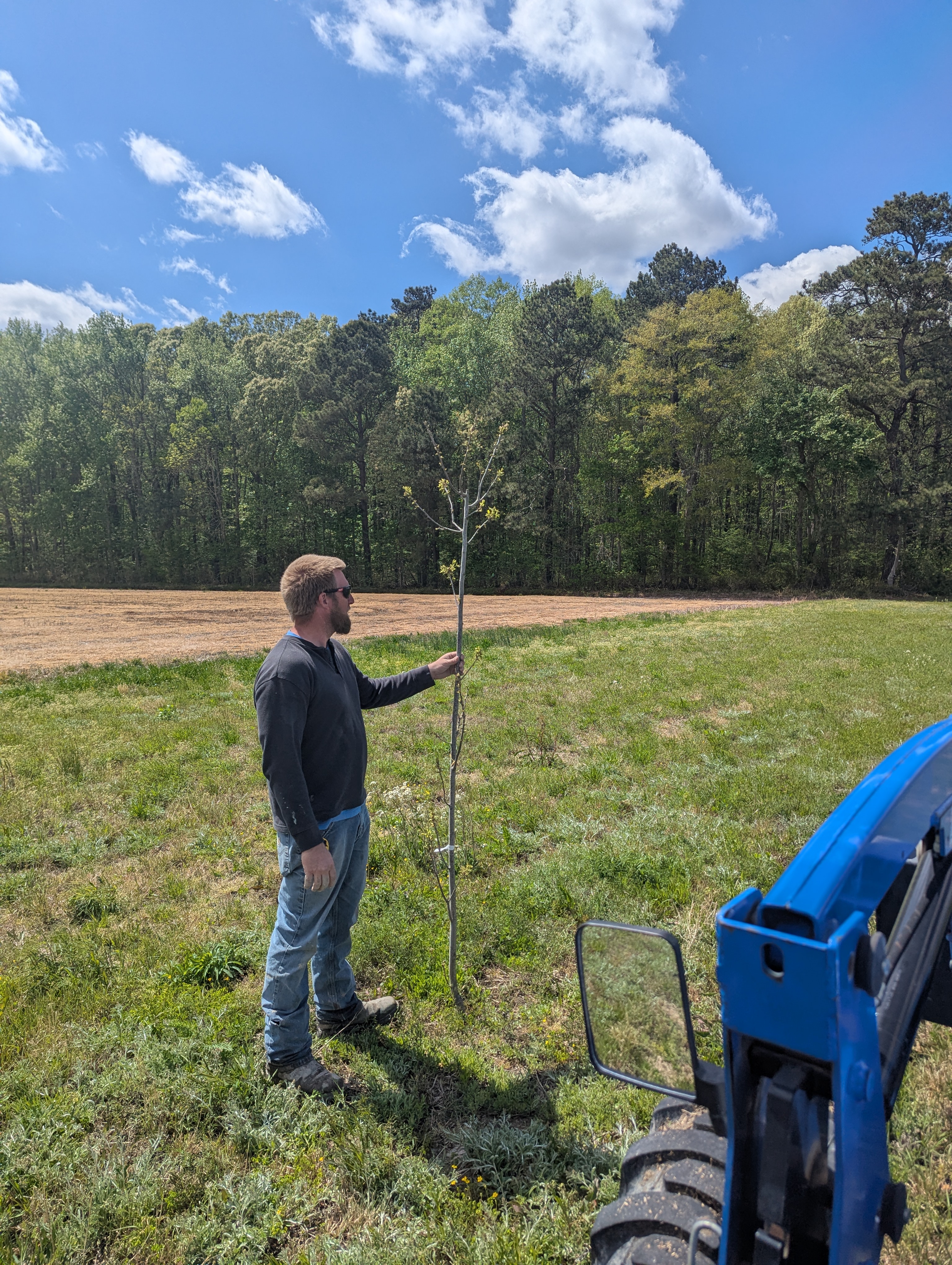 Checking a young tree
